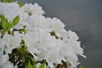 佐贺公园的杜鹃花