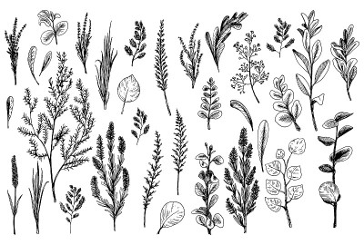 野生花草画黑线。