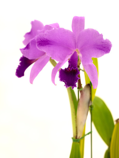 卡特里亚花