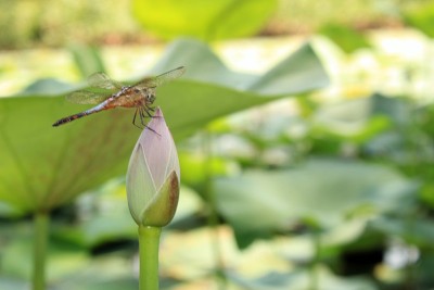 蜻蜓坐在莲花(睡莲)上，背景模糊。