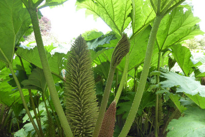 Gunnera manicata - Trebah花园-康沃尔，英格兰，英国