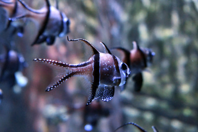 (Pterapogon kauderni)雄性和雌性红衣主教