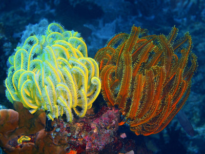 海百合