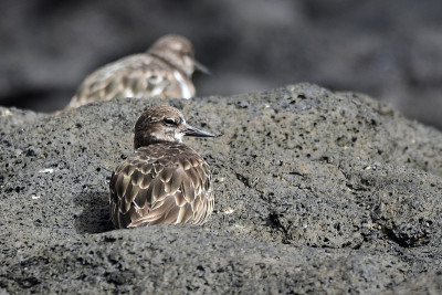 Common Correlimos