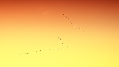 野鹅