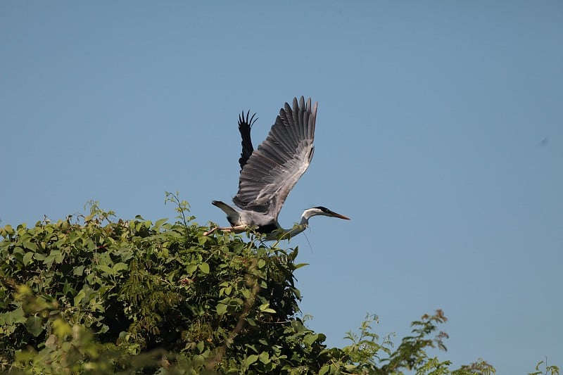 苍鹭 (ardea cocoi)