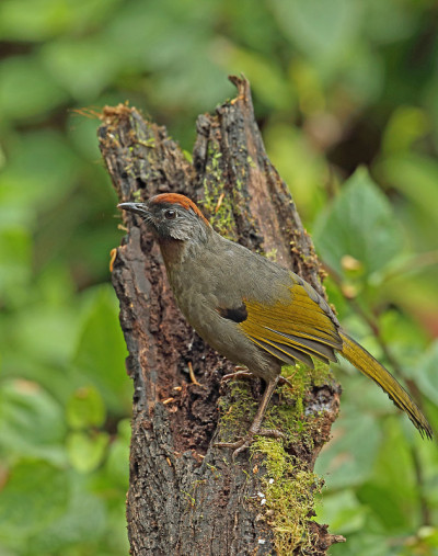 Silver-eared Laughingthrush
