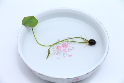 莲花