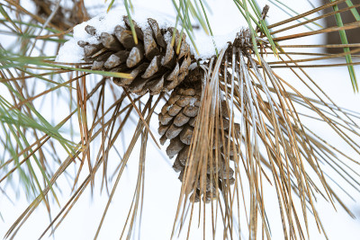 松果挂在被雪覆盖的针叶树的树枝上，在冬天，松果挂在树枝上