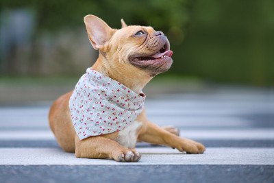 戴着花头巾的法国斗牛犬