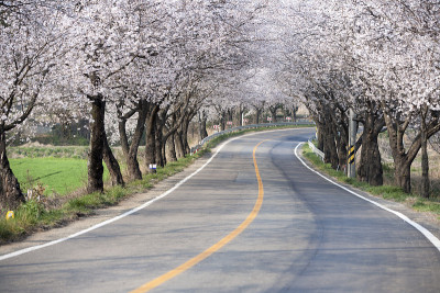 樱花,道长