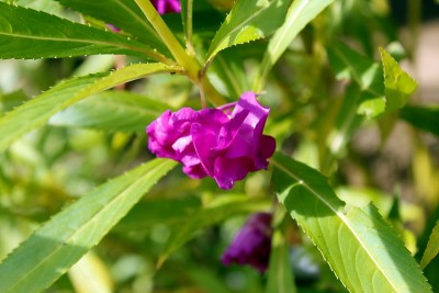 图为在正式的花园中盛开的香脂花