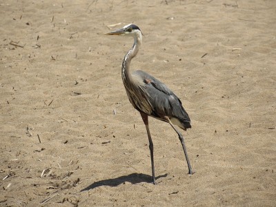 Blue heron