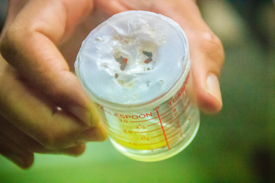 一个烧杯收集绿色蝮蛇的乳汁，用来生产蛇毒解毒剂