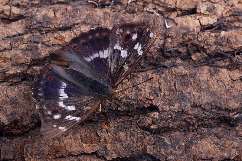 蝴蝶-小紫帝(Apatura ilia)