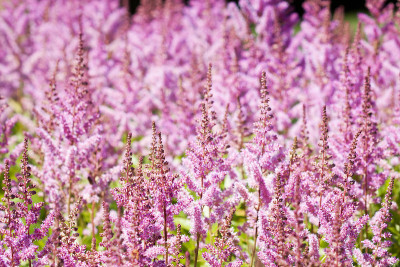 Astilbe