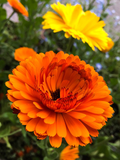 flower-orange