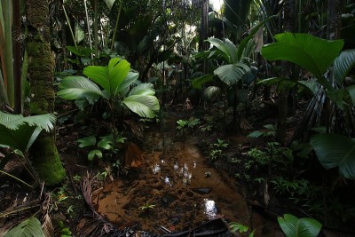 池塘，Vallée de Mai自然保护区，Praslin岛，塞舌尔，印度洋，非洲