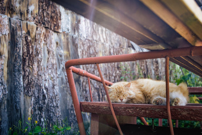 梦见一只红猫。