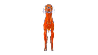 狗肌肉解剖医学概念3D