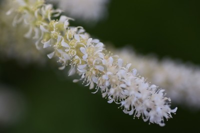 Astilbe花。