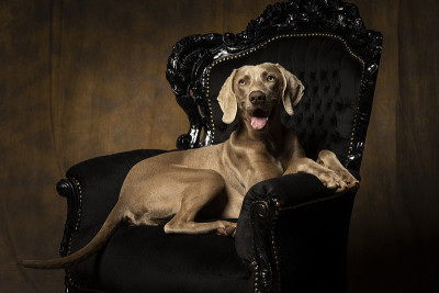 年轻的雌性威玛猎犬坐在巴洛克式的椅子上面对着镜头