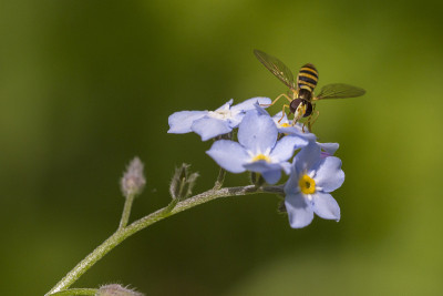 食蚜蝇采集花蜜
