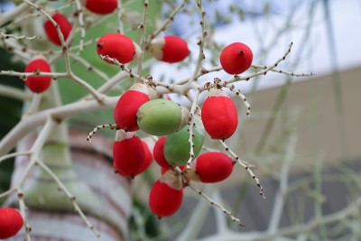红掌(封蜡、口红、红掌、王公)园林观赏植物
