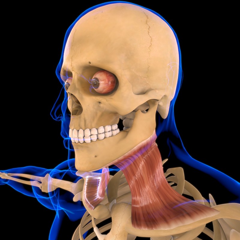 颈阔肌解剖医学概念3D