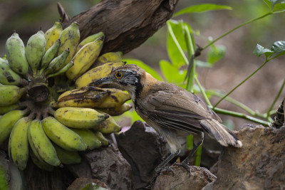 更大的民族laughingthrush