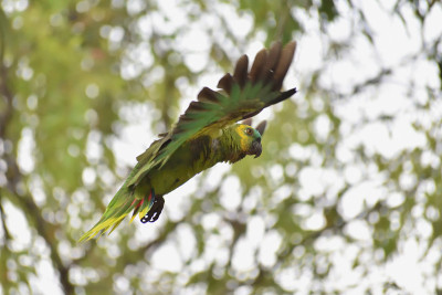 在野外飞行的绿松石头亚马逊(Amazona aestiva)