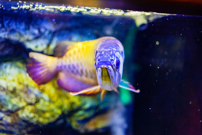金头龙鱼在近距离观看水族馆