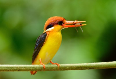 雄性黑背翠鸟(Ceyx erithacus)