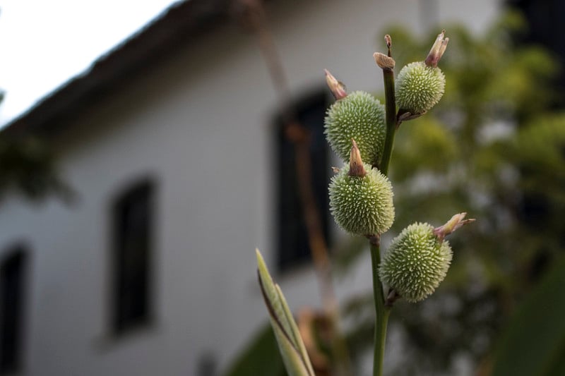 小菠萝。从树枝上长出带刺的花。