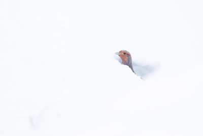 欧洲灰鹧鸪，在厚厚的积雪上挖一个洞后啄