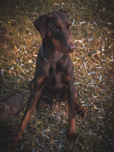 杜宾犬