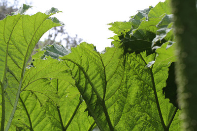 Gunnera manicata - Trebah花园-康沃尔，英格兰，英国