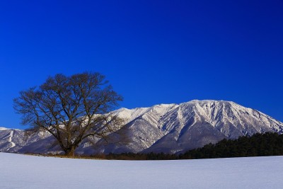 岩手山和仓樱桃树