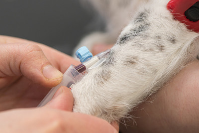 生病的杰克罗素小猎犬在兽医那里。兽医准备狗手术，并放置一个套管给静脉药物。
