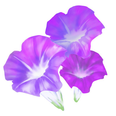 日本牵牛花