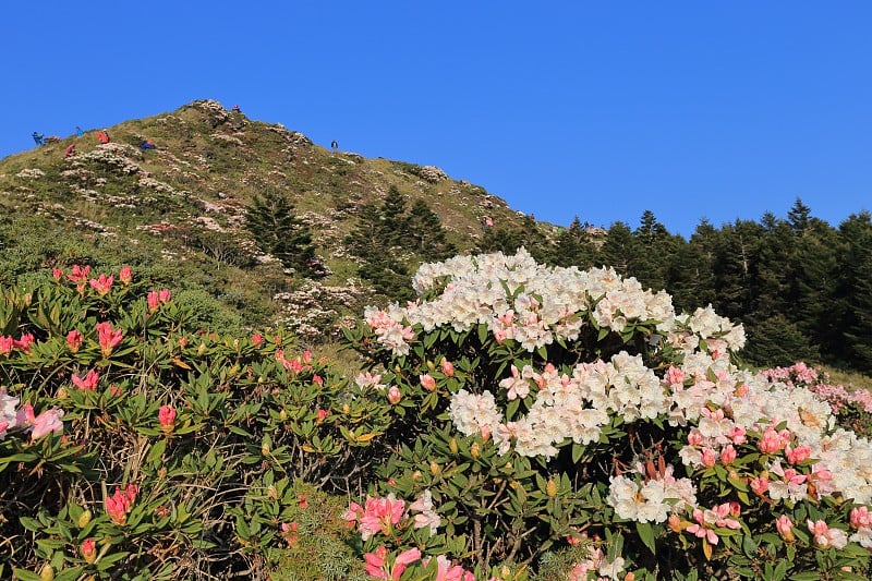 杜鹃花,华山