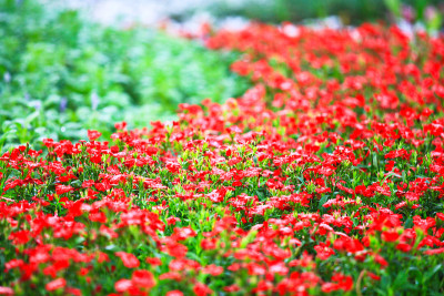 花园里五颜六色的花