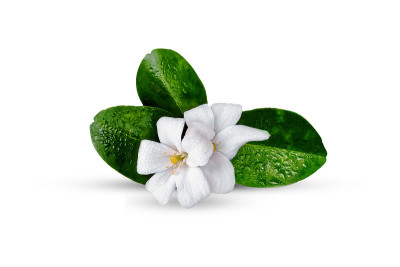 橙色茉莉花孤立在白色上