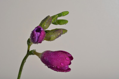 粉红色小苍兰花与水滴，孤立