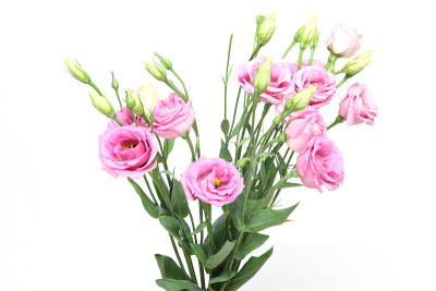束eustoma