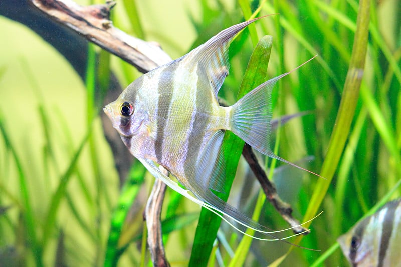 神仙鱼在水族馆