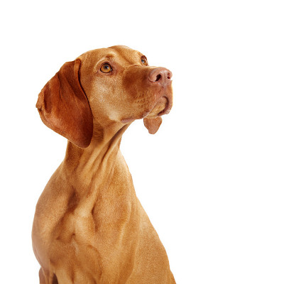 白色背景上的匈牙利维兹拉指示犬