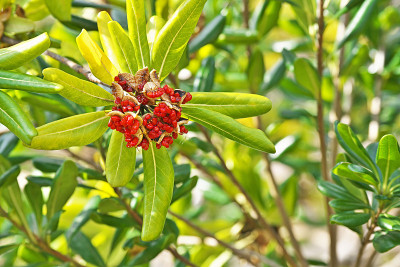 Pittosporum tobira
