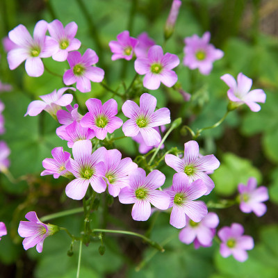 粉红草 (Oxalis corymbosa)