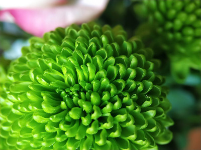 绿色的蓬松的菊花帽近了